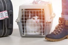 Flying With Your Cat for the First Time