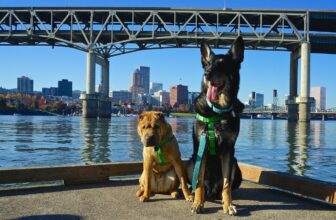 Exploring Pet Friendly Parks In Portland, Oregon