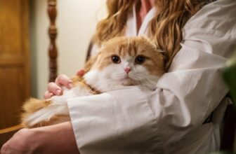 Are Cats Good for Your Health? Science-Backed Benefits