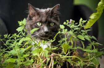 Can You Grow Catnip at Home? Here’s Our Guide & Tips