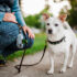 Exploring Pet Friendly Parks In Portland, Oregon